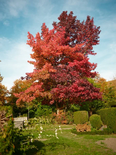 Rare red tree autumn with blue sky 2