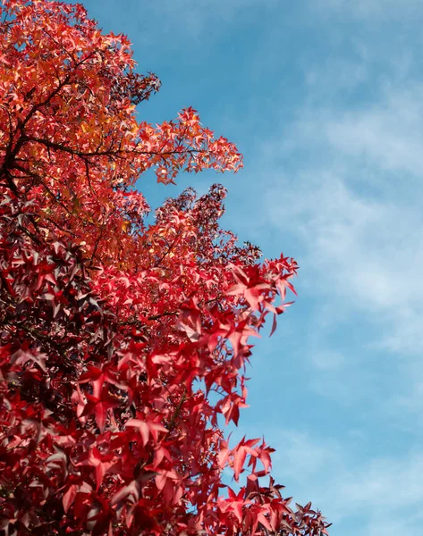 Rare red tree autumn with blue sky
