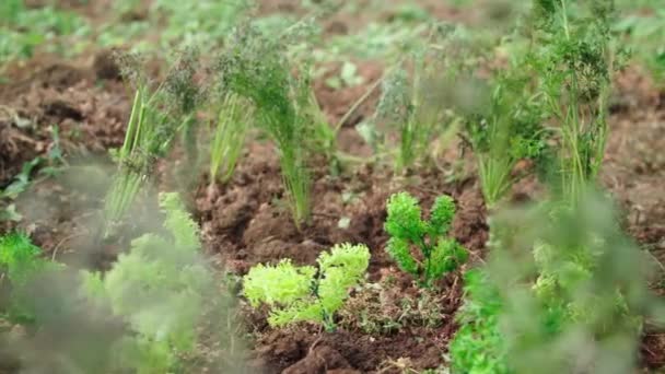 Primer Plano Seguimiento Granjero Cosechando Zanahorias Agricultura Agricultura — Vídeo de stock