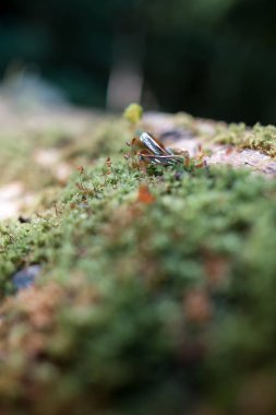 Alyans moss çürümüş düşmüş ağaç üzerinde