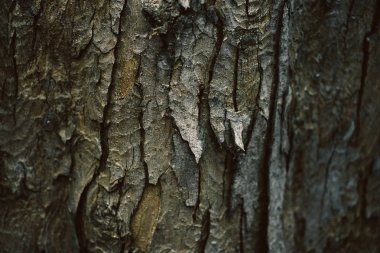 Doku, bir ağaç, kahverengi, yeşil ve bronz sesleri kabuğu çatlak