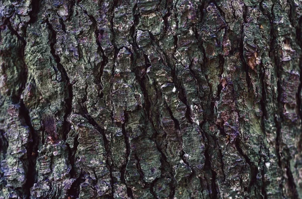 Doku Bir Ağaç Kahverengi Yeşil Bronz Sesleri Kabuğu Çatlak — Stok fotoğraf
