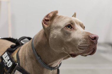 İtalya, Milano 'daki Evcil Hayvanlar' da güzel bir köpek.