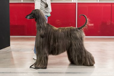 İtalya, Milano 'daki Evcil Hayvanlar' da güzel bir köpek.