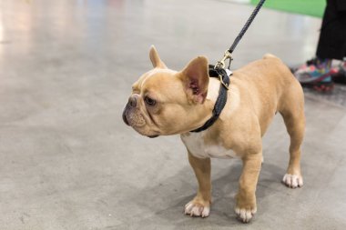 İtalya, Milano 'daki Evcil Hayvanlar' da güzel bir köpek.