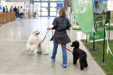 İtalya 'nın Milano kentindeki Evcil Hayvanlar' da güzel köpekler