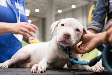 İtalya, Milano 'daki Evcil Hayvanlar' da güzel bir köpek.