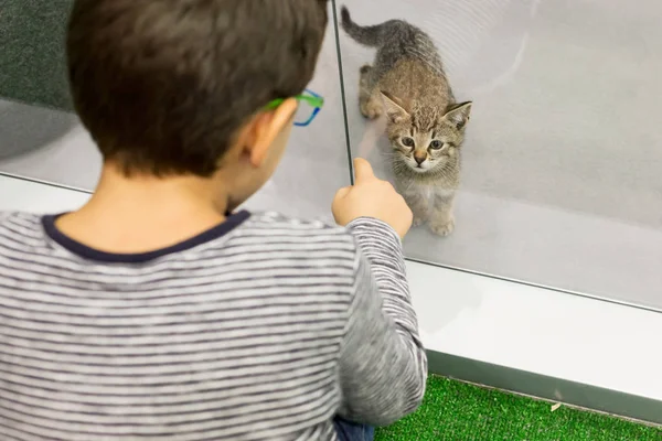 Schöne katze bei haustieren in der stadt in milan, italien — Stockfoto