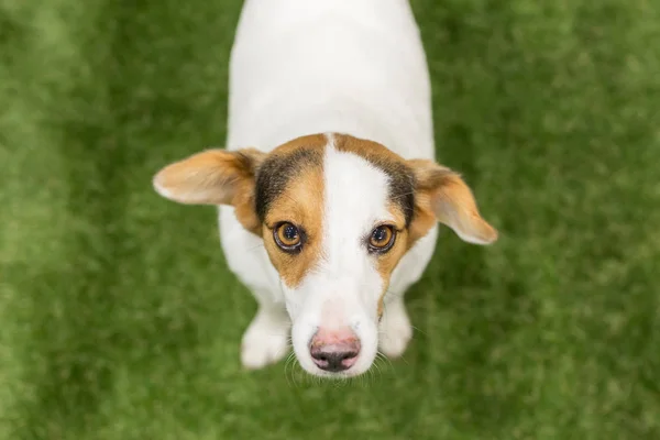 Prachtige hond bij Dieren in de stad Milaan, Italië — Stockfoto