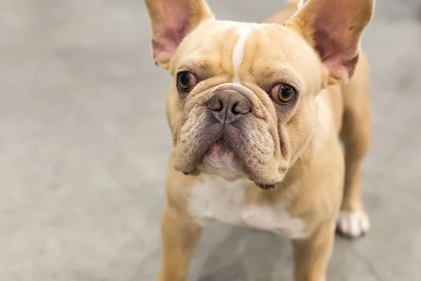 Beautiful dog at Pets in the City in Milan, Italy — Stock Photo, Image