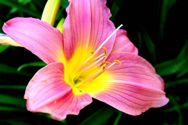 粉色和黄色花 — 图库照片