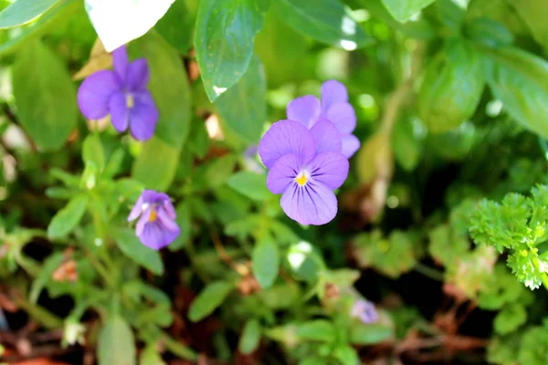 Pequeñas Flores Azules Plantas —  Fotos de Stock