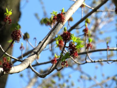               bir ağaç onun tomurcukları ile                 