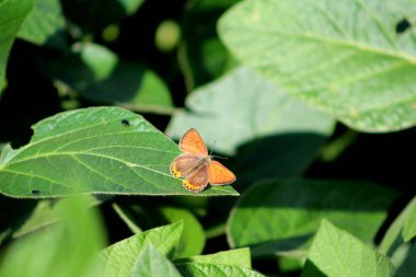 alandaki küçük kelebek