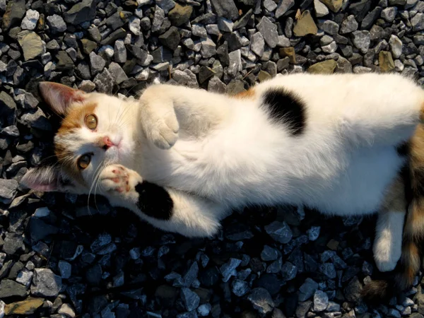 Mignon Bébé Espagne Chat — Photo