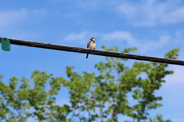 Biraz Şirin Kuş — Stok fotoğraf