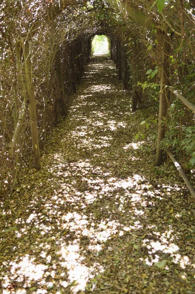 Caminho Estreito Através Túnel Plantas Naturais — Fotografia de Stock