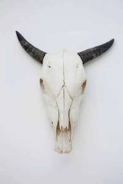 Primer Plano Cráneo Vaca Montado Pared —  Fotos de Stock