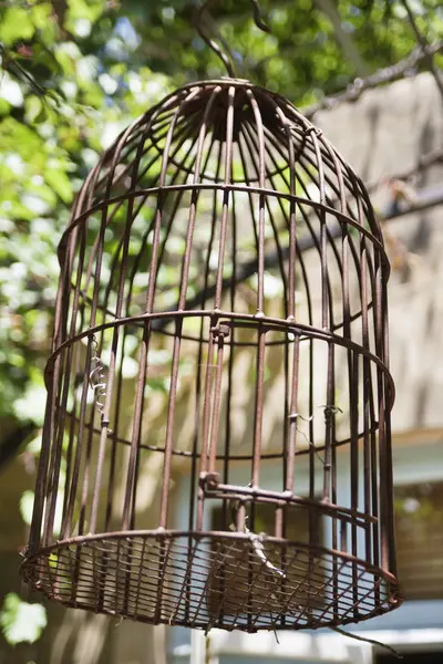 Gros Plan Des Cages Oiseaux Orientation Sélective — Photo
