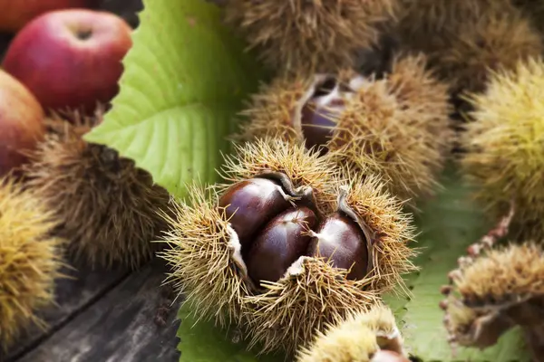 Composición Castañas Sus Cascos Hojas Otoño — Foto de Stock