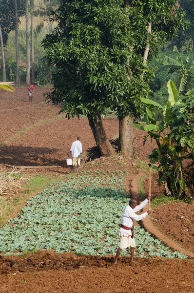 Hindistan Orissa Koraput Bölgesi Tarım Mali Etnik Grup — Stok fotoğraf