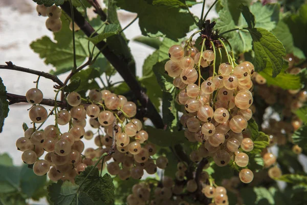 Groseilles Blanches Beyaz Kuş Üzümü — Stok fotoğraf