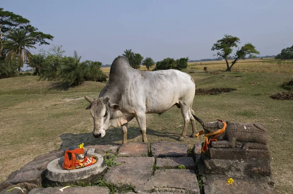 Bull Stone Altar Selective Focus — Stock Photo, Image