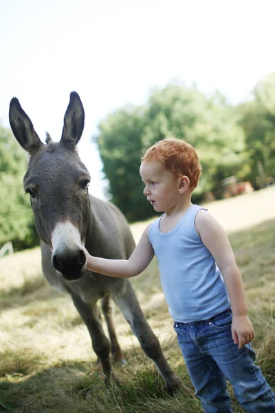 Petit Garçon Roux Dans Champ Regardant Âne Tout Caressant — Photo