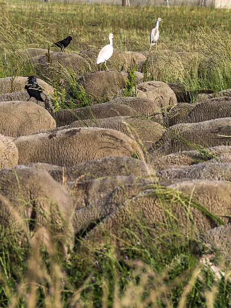 Sheep Birds Backs France South Eastern France — Stock Photo, Image