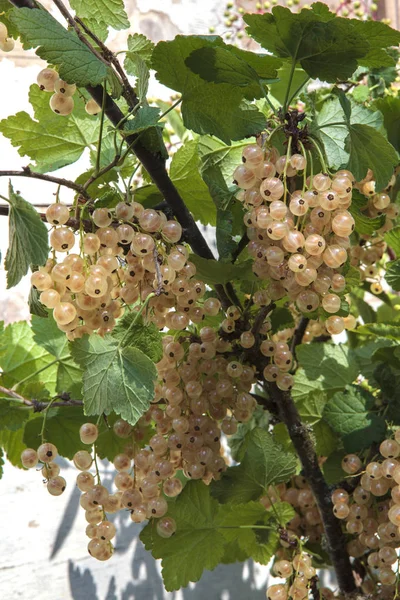 Groseilles Blanches Fehér Ribizli — Stock Fotó