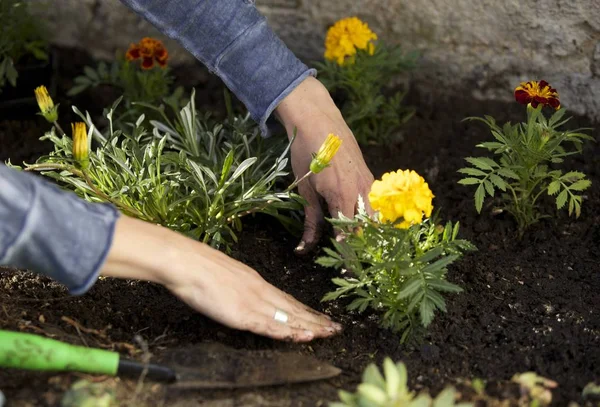 Frauenhände Bei Der Gartenarbeit — Stockfoto