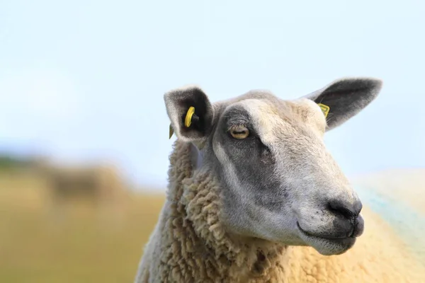 Франция Северное Побережье Овцы — стоковое фото