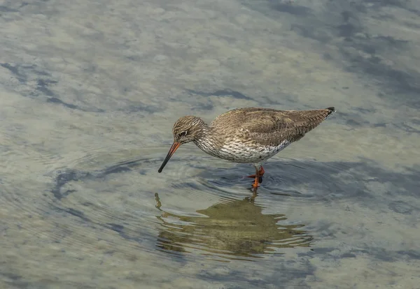 Sureste Francia Arcachon Bay Teich Ornithological Park Common Redshank Lagoon — Foto de Stock