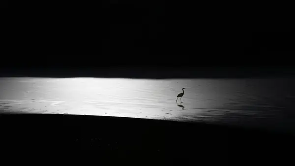 Vosges Kruth Lago Kruth Wildenstein Grande Egret Andando Gelo Inverno — Fotografia de Stock