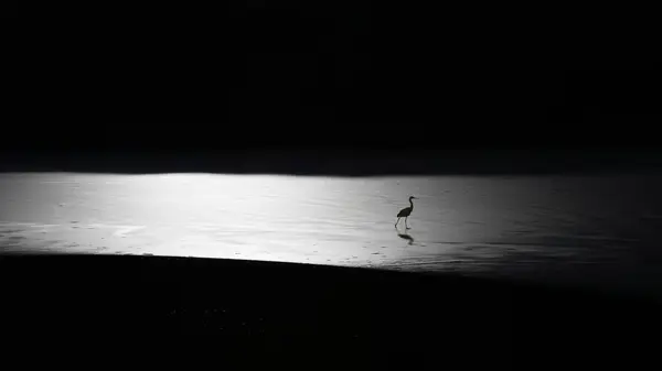 Vosges Kruth Lake Kruth Wildenstein Great Egret Walking Ice Winter — Stock Photo, Image