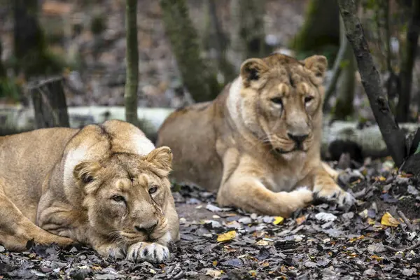 Deux Lions Afrique Femelles Couchées Sur Sol Bois — Photo