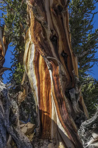 Stare Sosny Pnia Starożytny Bristlecone Pine Forest Inyo National Forest — Zdjęcie stockowe