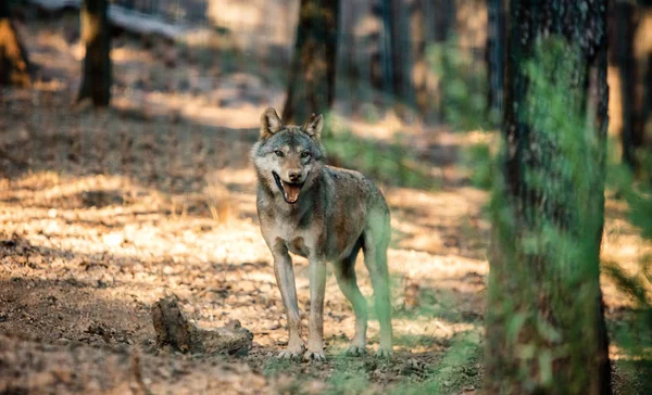 Wolf Steht Wald Auf Verschwommenem Hintergrund — Stockfoto