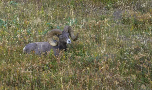 Usa Wyoming Yellowstone National Park Pes Bighorn Sheep — Stock fotografie