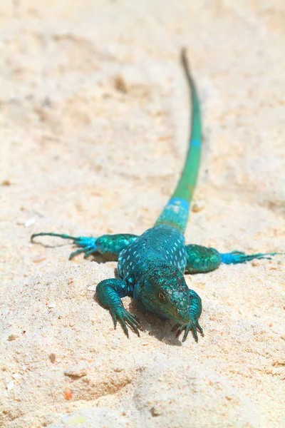 蓝色阿鲁巴鞭尾蜥蜴在沙上的特写 — 图库照片