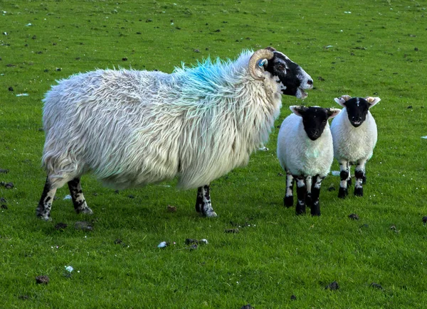 Får Och Lamm Skottland Isle Mull — Stockfoto