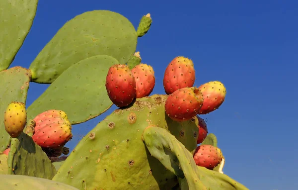 Owoce Drzewa Figowego Włoszech Obwód Apulia — Zdjęcie stockowe