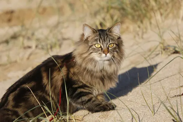 Normandy Manche Annoville Sur Mer Pussy Norwegian Breed Dunes Sunset — Stock Photo, Image