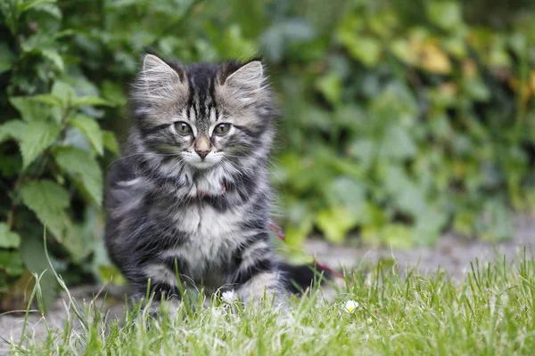 Cute Tabby Norwegian Kitten Sitting Grass — Stock Photo, Image