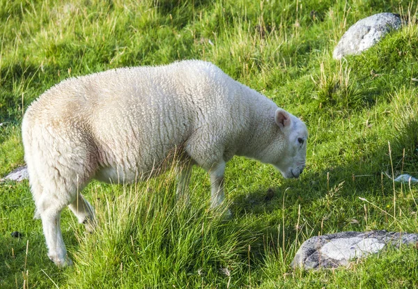 Schapen Weide Europa Groot Brittannië — Stockfoto