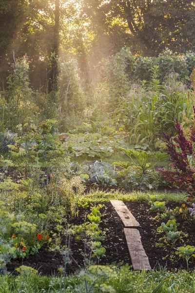 Aigle Orne Normandy Franceの庭で育つ緑の野菜 — ストック写真