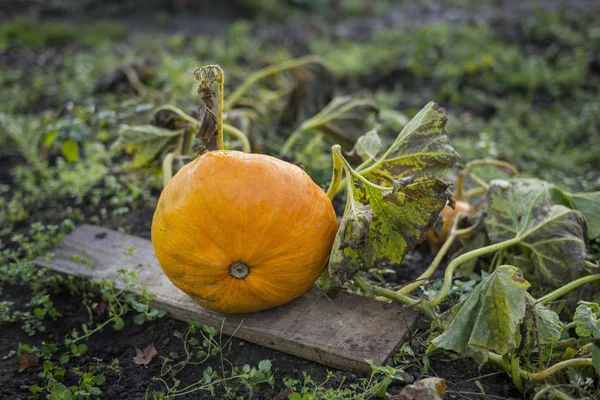 Pumpkin Growing Aigle Orne Normandy France — 스톡 사진