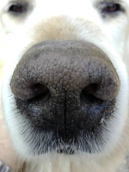 Close Nose Dog Selective Focus — Stock Photo, Image