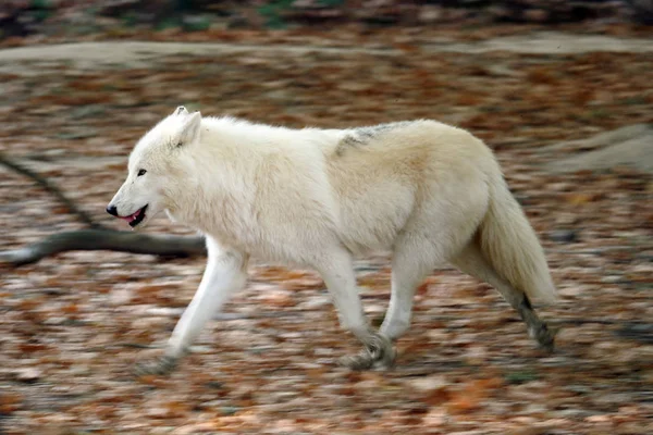 Arktischer Wolf Selektiver Fokus — Stockfoto