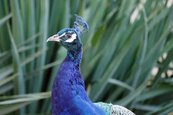 Peafowl Grass Selective Focus — Stock Photo, Image